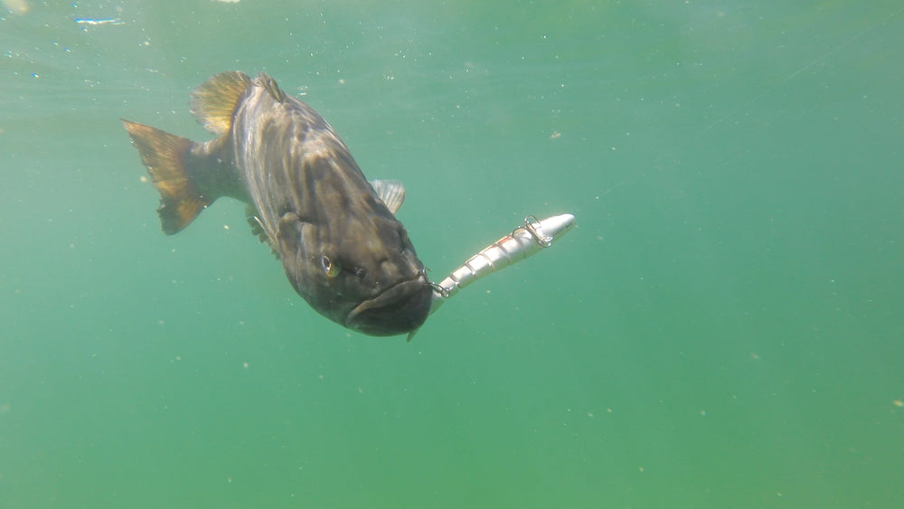 North America's Other Champions: Beyond Trout and Salmon  Lucky Bug Lures