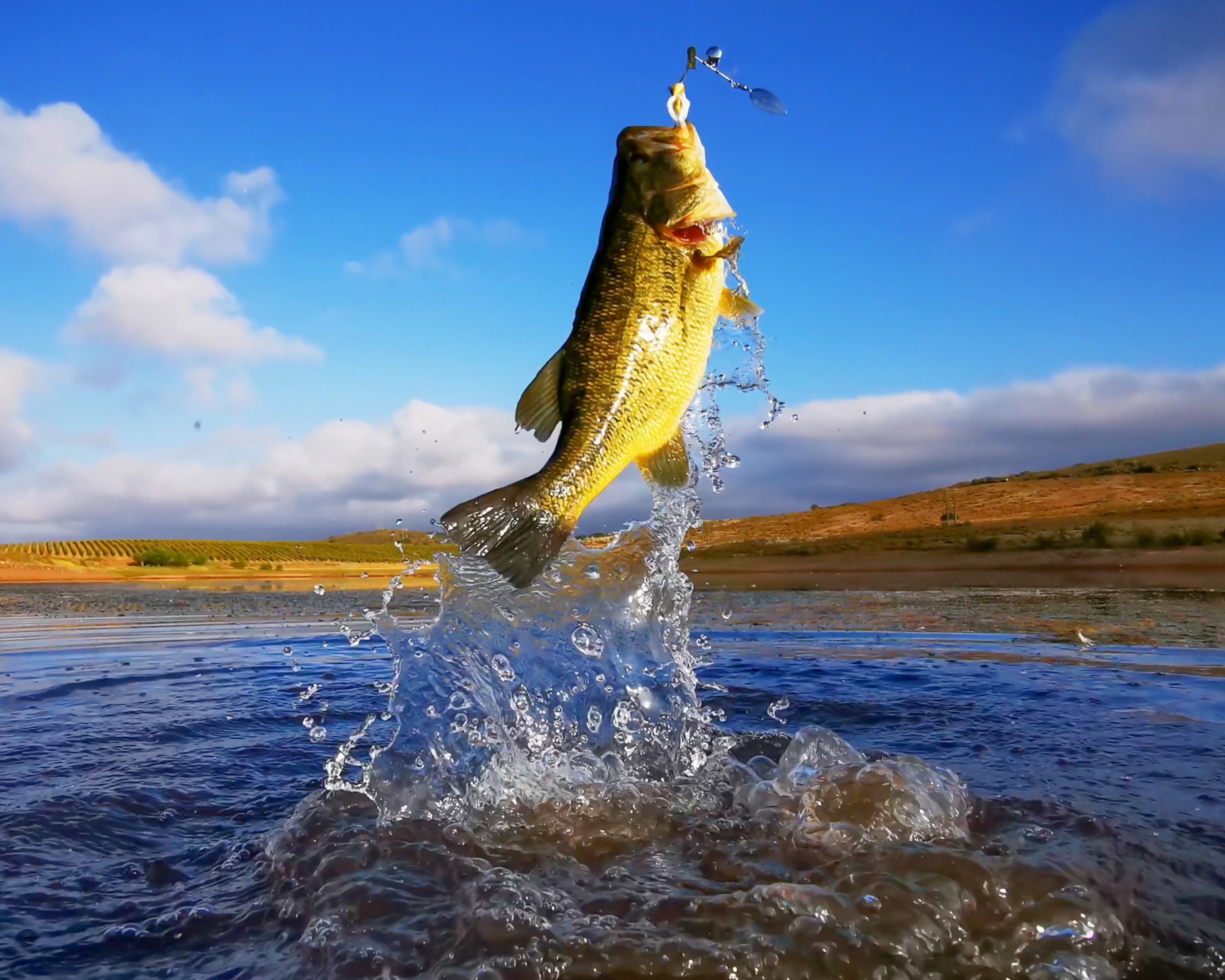 Fish Bugging Species – Lucky Bug Lures